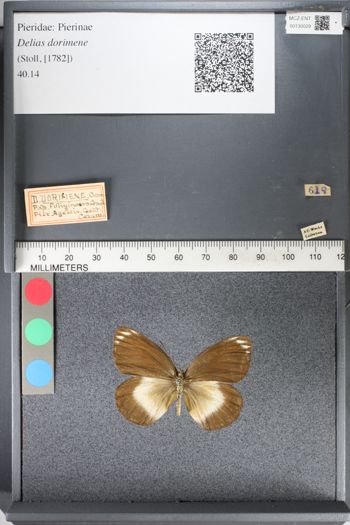 Media type: image;   Entomology 130029